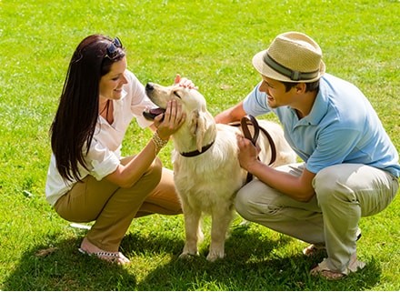 Easy Tricks to Teach Your Dog   