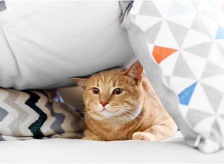 Deciphering Your Cat’s Language