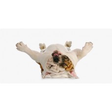 Dogs