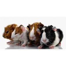 Small Pets