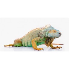 Reptiles