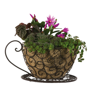 Coffee Cup Planter