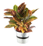 Crock of Croton Round Tin Pot