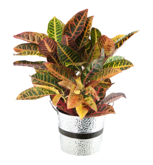 Crock of Croton Round Tin Pot