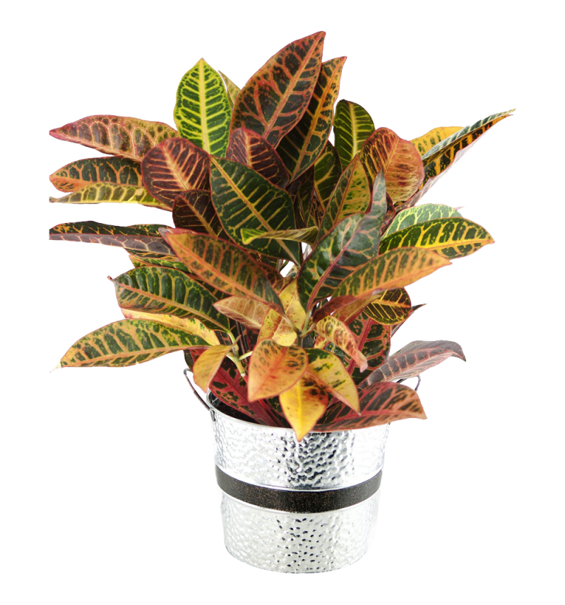Crock of Croton Round Tin Pot