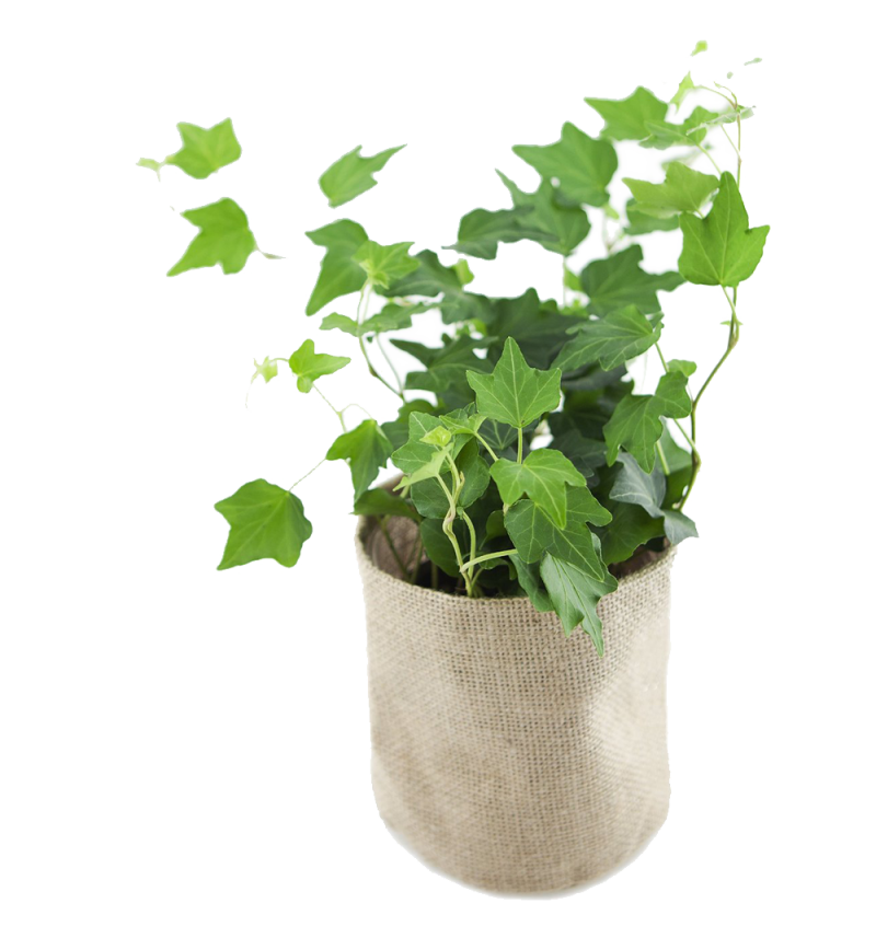 Classic Ivy Burlap Pot Cover