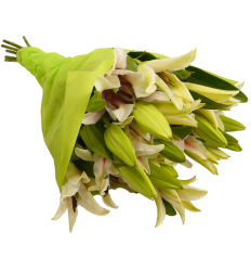Lily