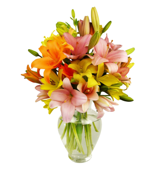 12 Stem Assorted  Asiatic Lily Bunch