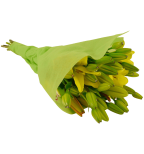 12 Stem Assorted  Asiatic Lily Bunch