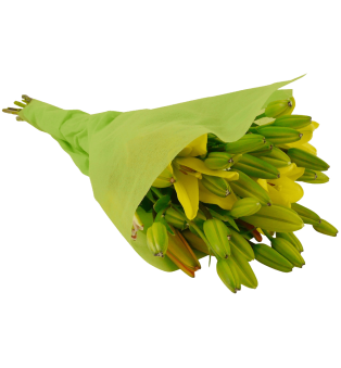 12 Stem Assorted  Asiatic Lily Bunch