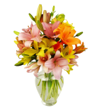 12 Stem Assorted  Asiatic Lily Bunch
