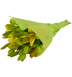 12 Stem Assorted  Asiatic Lily Bunch