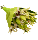 12 Stem Assorted  Asiatic Lily Bunch