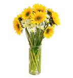 Solar Sunflower  Cocktail