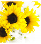 Solar Sunflower  Cocktail