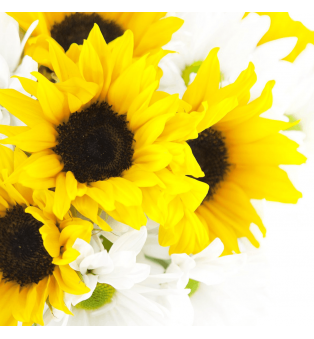 Solar Sunflower  Cocktail