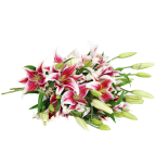 Stargazer Lily  Bouquet