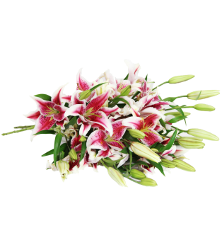 Stargazer Lily  Bouquet