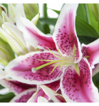 Stargazer Lily  Bouquet