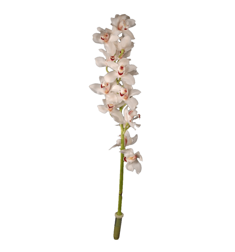 Mini Cymbidium Orchid
