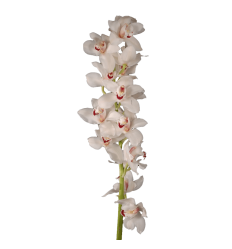 Orchids