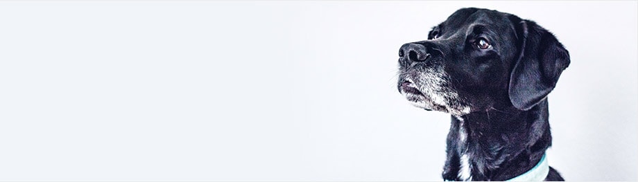 banner-2