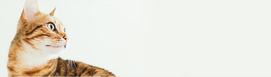 banner-3