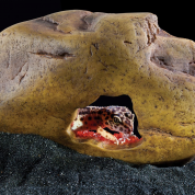 Exo Terra Crystal Cave, Medium 