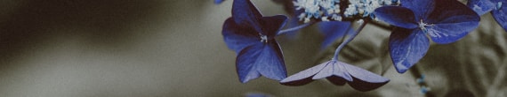 banner-7