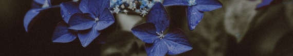 banner-8